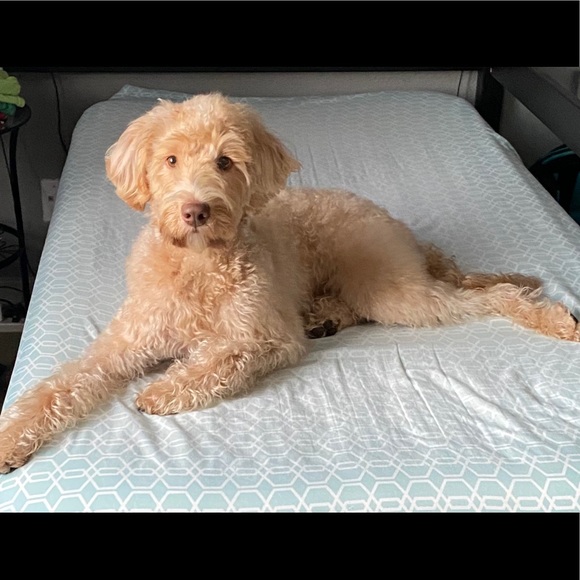 Meet your Posher, Erica - Picture 7 of 8